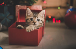 搞笑gift图,用搞笑gif图打造你的微博欢乐时刻