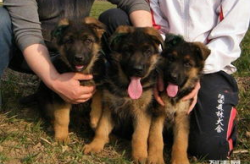 德国牧羊犬价格,品种、血统与市场行情全揭秘