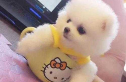 茶杯犬多少钱一只,幼犬价格区间及购买注意事项