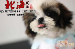 西施犬多少钱一只,了解不同级别犬种的市场行情