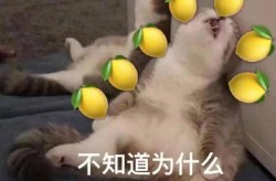 51团体逐日吃瓜必吃大瓜-51团体逐日吃瓜必吃大瓜V-最兴趣不到的一对正式官宣离异！今晚的瓜统统文娱圈比不了，幼鹿酱挑拨18厘米尾巴_幼鹿酱挑拨18厘米尾巴V6